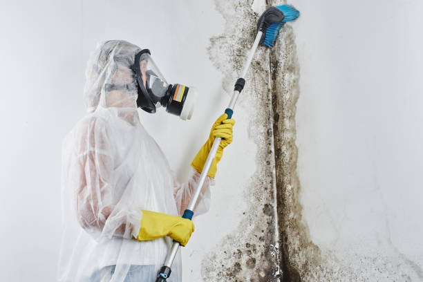 Best Commercial Mold Removal  in Rice Lake, WI