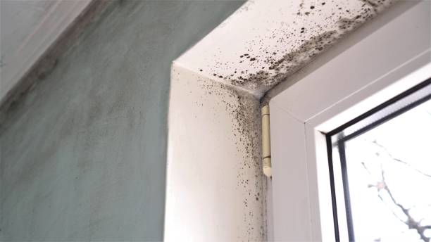 Best Office Mold Removal Services  in Rice Lake, WI