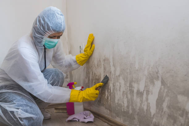 Best Attic Mold Removal  in Rice Lake, WI