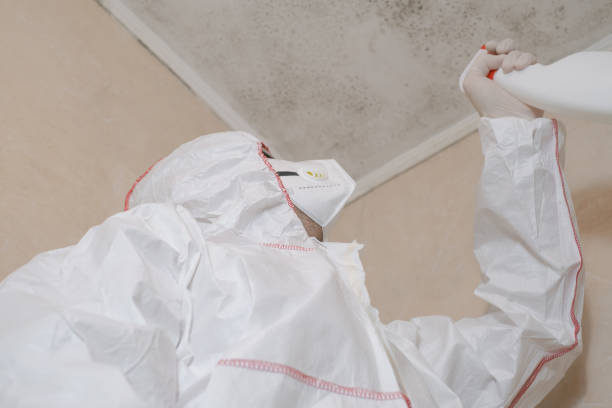 Mold Removal and Inspection in Rice Lake, WI