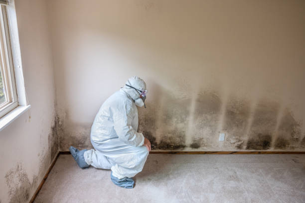 Best Certified Mold Removal  in Rice Lake, WI