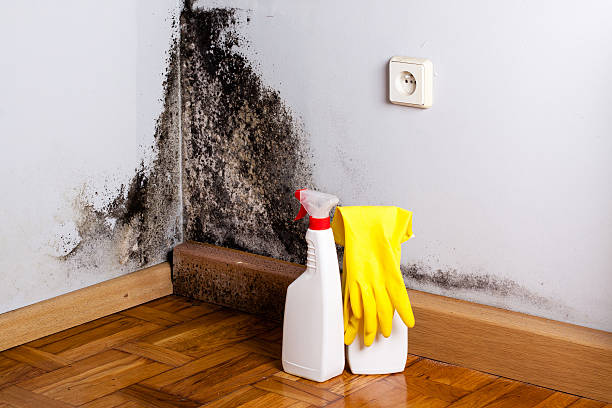 Best Emergency Mold Removal  in Rice Lake, WI