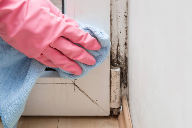 Best Mold Removal and Inspection  in Rice Lake, WI