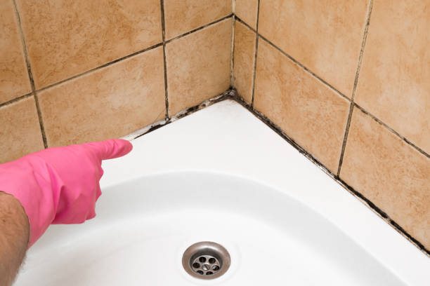 Best Mold Cleaning Services  in Rice Lake, WI