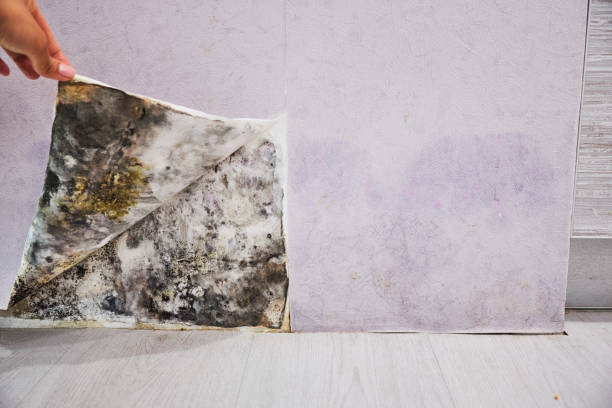 Best Mold Remediation Experts  in Rice Lake, WI